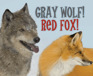 Gray Wolf! Red Fox! Comprehension | English - Quizizz