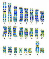 variasi genetik - Kelas 5 - Kuis