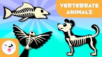vertebrates and invertebrates - Year 10 - Quizizz