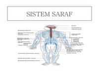 sistem saraf dan endokrin - Kelas 10 - Kuis