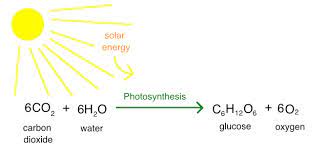 photosynthesis - Year 3 - Quizizz