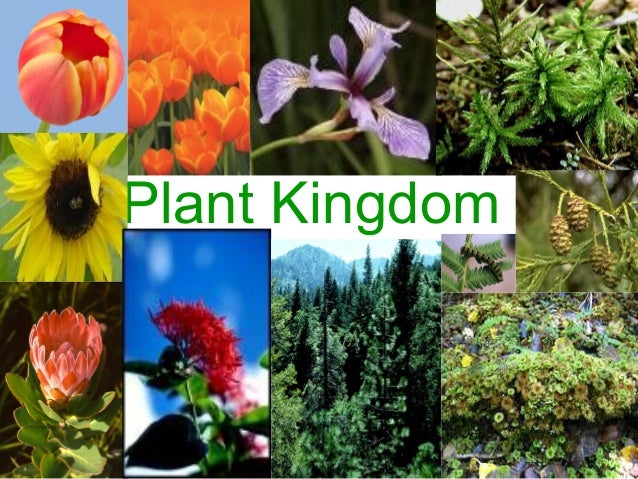 Plant Kingdom Revision Quiz 