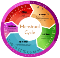 Menstrual Cycle Review | Reproductive System Quiz - Quizizz