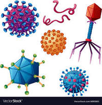viruses - Year 8 - Quizizz