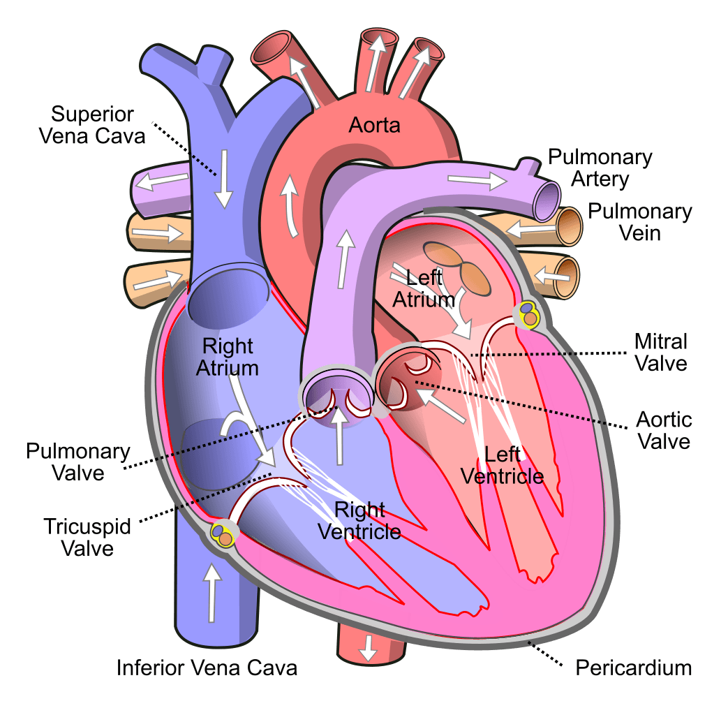 human-circulatory-system-vector-illustration-diagram-vectormine