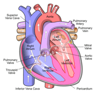 the reproductive system - Year 5 - Quizizz