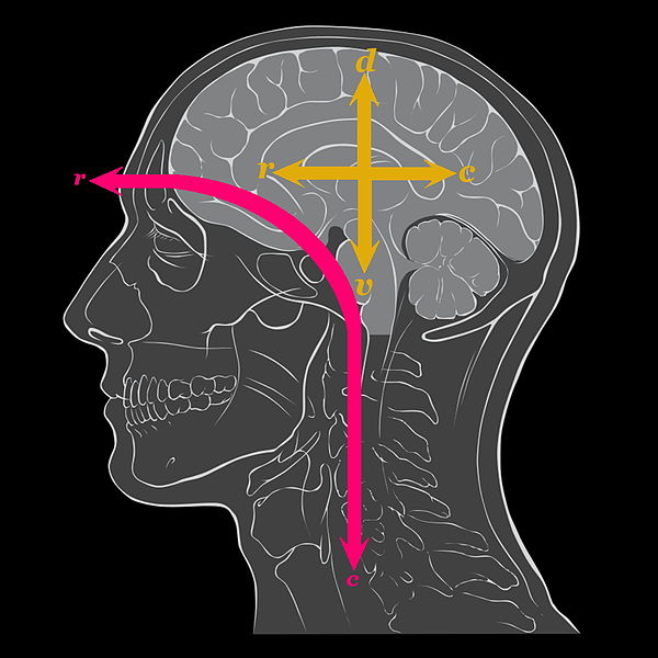 Anatomy Cards - Grade 11 - Quizizz