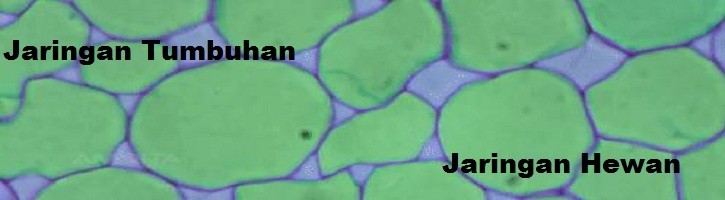 Pada potongan batang yang pangkalnya direndam dalam larutan eosin, bagian yang akan terlihat berwarna bila dilihat di bawah mikroskop adalah