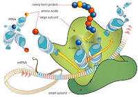 sintesis RNA dan protein - Kelas 12 - Kuis