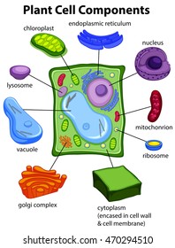 plant cell diagram - Grade 12 - Quizizz