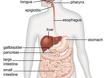 nutrition in animal