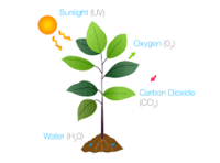 photosynthesis - Class 6 - Quizizz