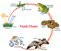 food chain Flashcards - Quizizz