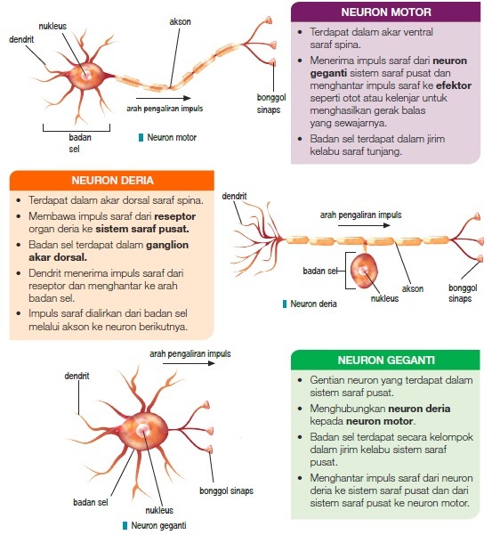 3 2 Peranan Sistem Saraf Dalam Manusia Part 2 Sel Saraf Quiz Quizizz