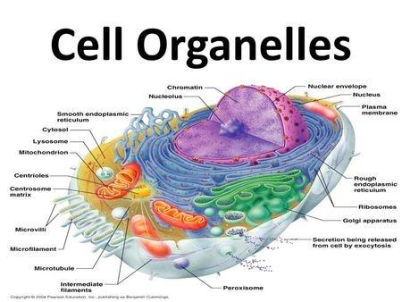 Cell Organelles And Their Functions | 1.2K Plays | Quizizz