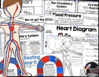 the circulatory and respiratory systems - Grade 1 - Quizizz