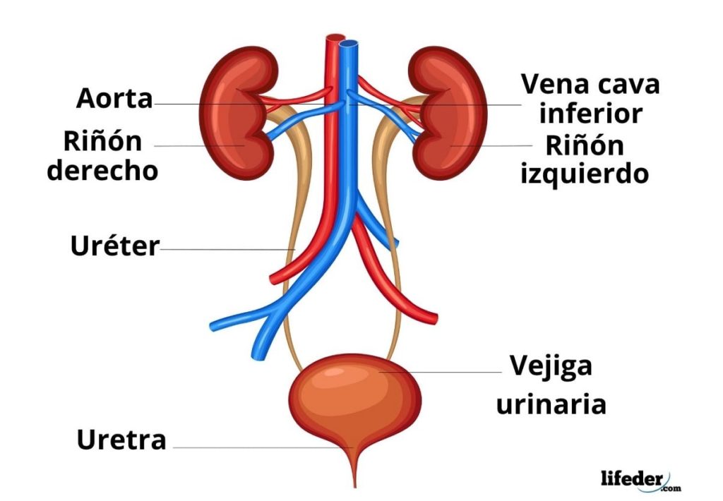 os sistemas digestivo e excretor - Série 5 - Questionário