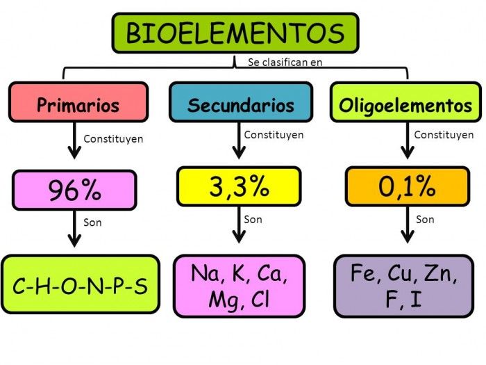 Los Bioelementos | Quizizz