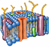 El ciclo celular y la mitosis. - Grado 11 - Quizizz