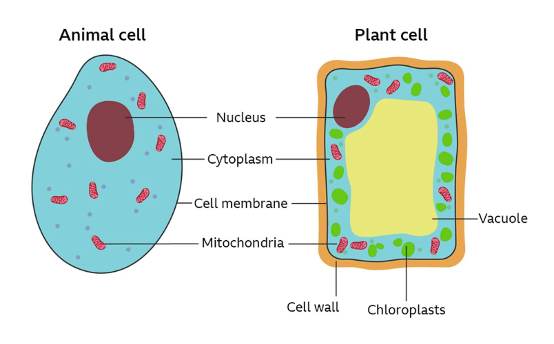 Single-Celled and Multi-Celled Organisms Quiz - Quizizz