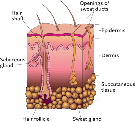 CNA Ch. 4 Integumentary System | Other - Quizizz