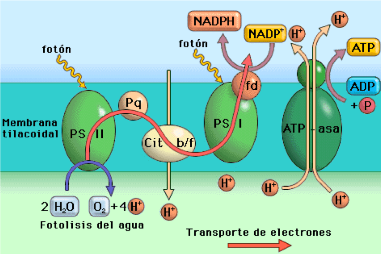 Fase Dependiente De La Luz | Biology - Quizizz