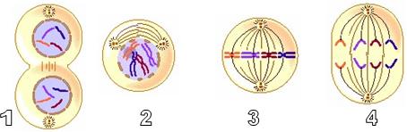 siklus sel dan mitosis - Kelas 9 - Kuis