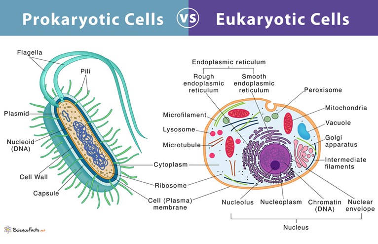 prokaryotes and eukaryotes - Grade 10 - Quizizz