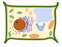 structure of a cell - Grade 10 - Quizizz