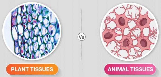 Revision - Plant and animal tissues | Biology - Quizizz