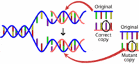 genetic mutation Flashcards - Quizizz