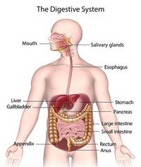 the digestive and excretory systems - Year 10 - Quizizz