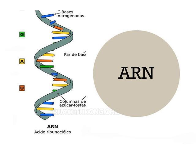 cấu trúc và sao chép DNA Flashcards - Quizizz