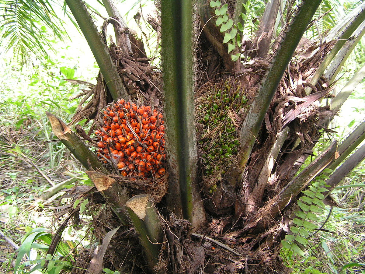 Keratan Rentas Sebiji Buah Kelapa Sawit