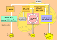 màng và vận chuyển - Lớp 12 - Quizizz