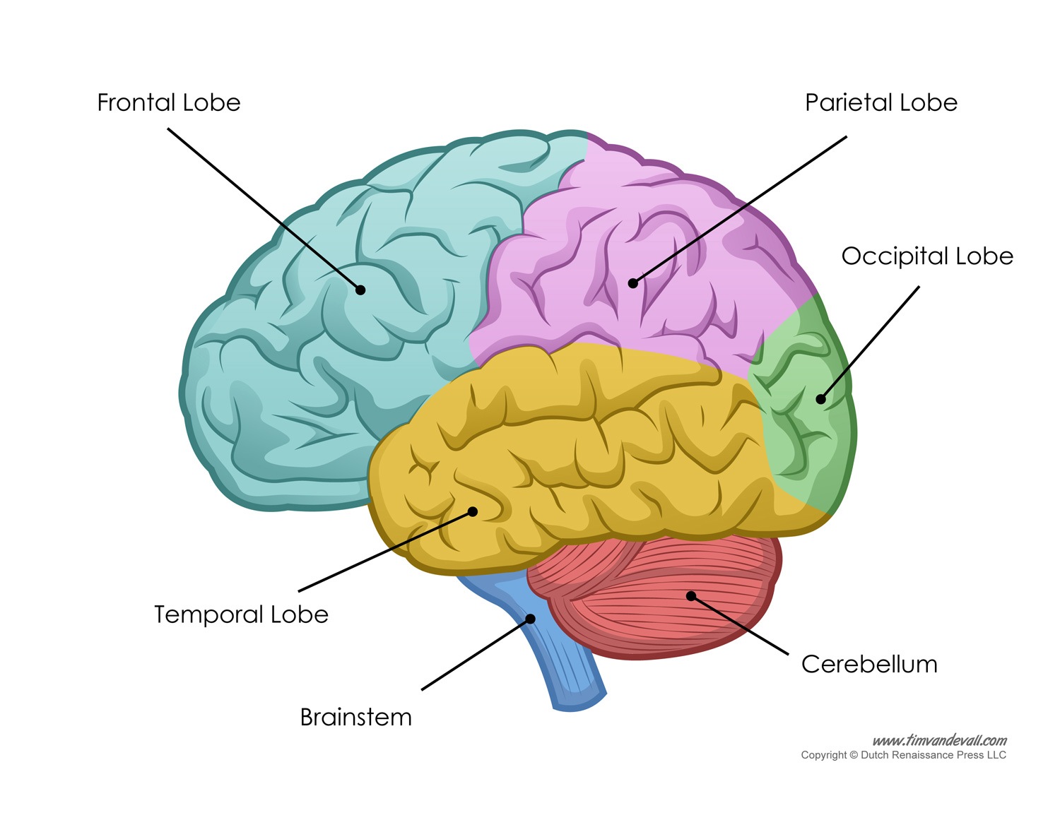The Brain parts & functions | 5.4K plays | Quizizz