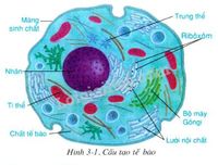 màng tế bào - Lớp 6 - Quizizz