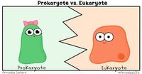 prokaryotes and eukaryotes - Class 7 - Quizizz
