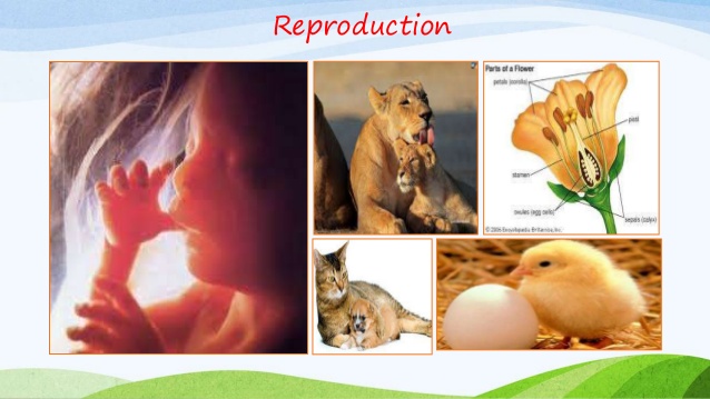 How do organisms reproduce? | Biology - Quizizz
