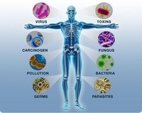 the immune system - Year 6 - Quizizz