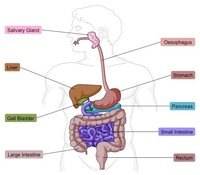 the digestive and excretory systems Flashcards - Quizizz