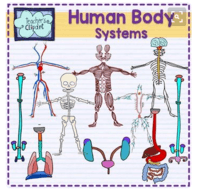 Human Body Systems Quiz