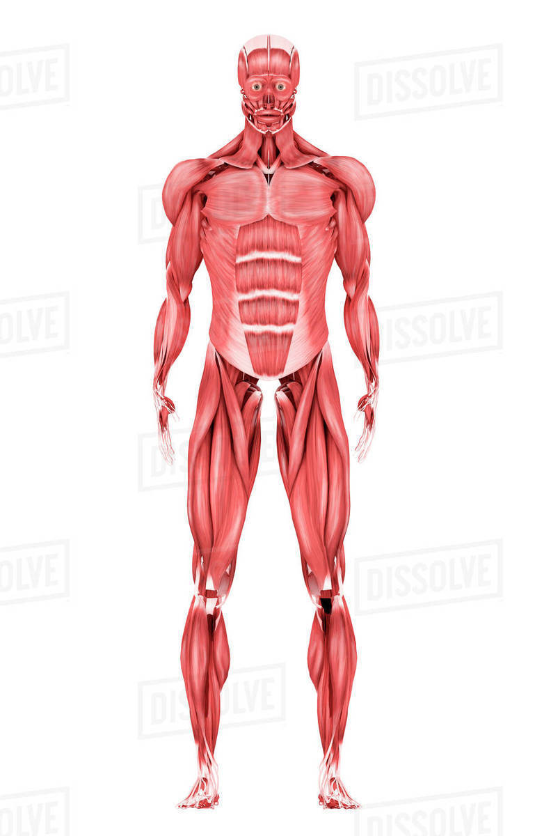 Musculatory System | Science - Quizizz