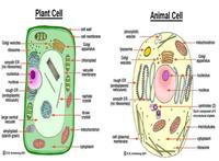 plant and animal cell - Class 2 - Quizizz