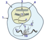 Protein Synthesis and Mutations