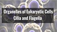 cilia and flagella