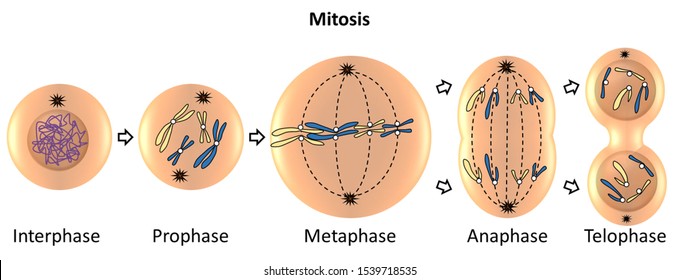 mitosis - Grado 5 - Quizizz