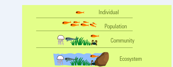 Ecosystem Organization | 137 plays | Quizizz