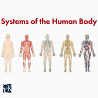 the circulatory and respiratory systems - Grade 5 - Quizizz