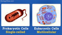 prokaryotes and eukaryotes - Grade 11 - Quizizz